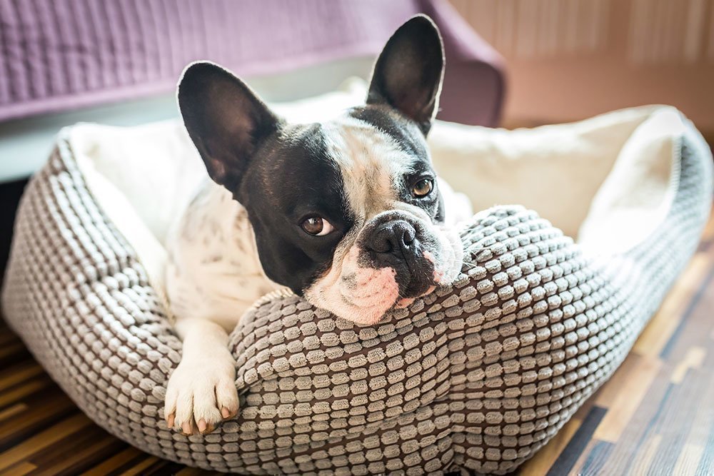 Un bulldog francés descansando en su cómoda cama.
